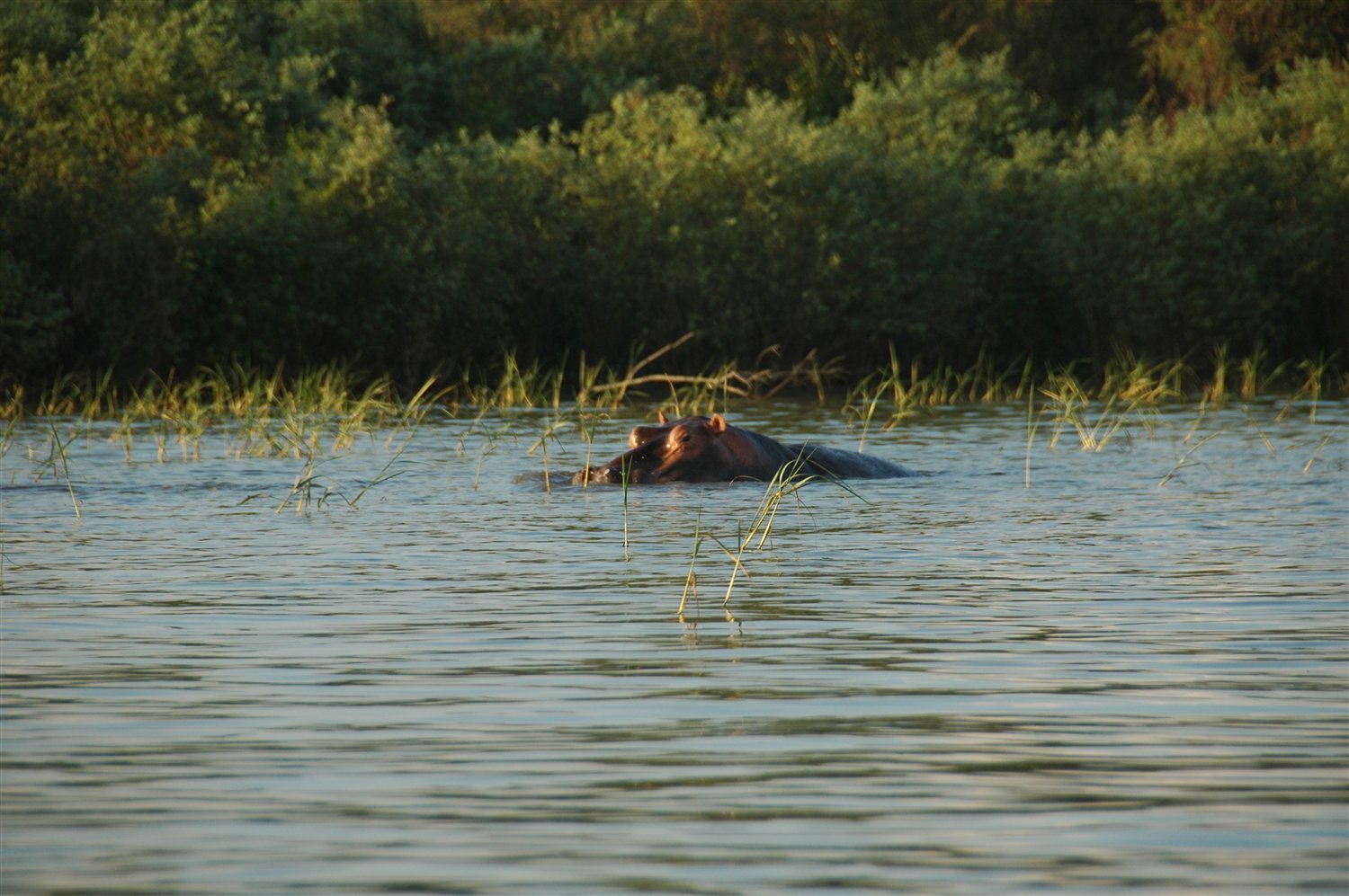 piękny hipopotam